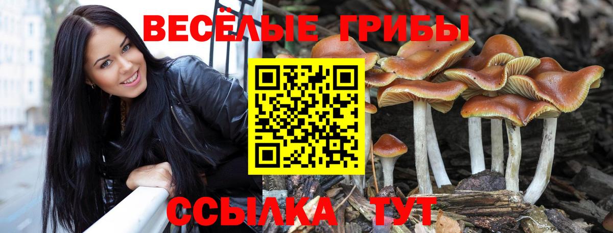 Псилоцибиновые грибы Psilocybine cubensis Южно-Сахалинск